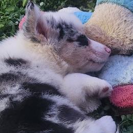 American Corgi puppies from Nightstreak Corgis