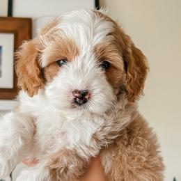 Bichon Frises and Cockapoos from The Perks of Pups