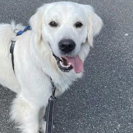 Golden Retrievers from Pinewood Acres Goldens