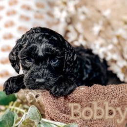 Bobby - Black and chalk male Australian Labradoodle puppy in Decatur, Alabama from Southern Meadows Doodles