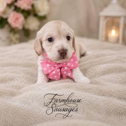 Pink Collar - AKC Female - Cream female Dachshund puppy in Nashville, Tennessee from Farmhouse Sausages - Located in TN delivers all over US