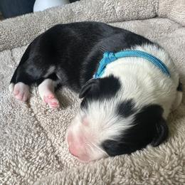 Boy 2 - Black male Bearded Collie puppy in Baltimore, Maryland from Beloved Bearded & Border Collies