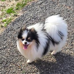 NOVA - Tri-colored male Pomeranian puppy in Meherrin, Virginia from Traveling Poms
