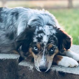 Miniature Australian Shepherds and Toy Australian Shepherds from Sunset View Farms