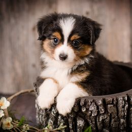 Toy Australian Shepherd Puppies from No Limit Ranch Miniature and Toy Australian Shepherds