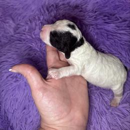 Heart - Black and white female Cavapoo puppy in Mount Vernon, Texas from S and J Cavapoos