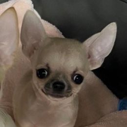 Grumpkin - Fawn male Chihuahua puppy in Bucks County, Pennsylvania from Sweet Bean Chihuahuas