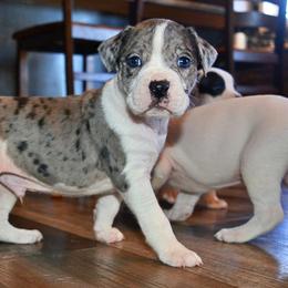 Vecna - male Alapaha Blue Blood Bulldog puppy in Walbridge, Ohio from United Alapaha Bulldogs
