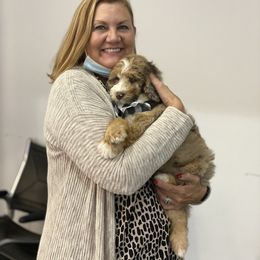 Aussiedoodle Puppies from Gore Doodle Ranch