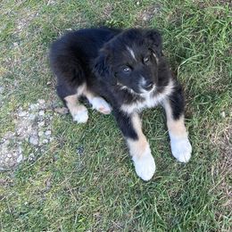 Australian Shepherd and Border Collie Puppies from Smothermon Livestock