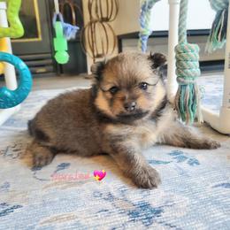 Doralee - Cream sable female Pomeranian puppy in Saint Charles, Missouri from Bisous Pomeranians & Heartland Sh
