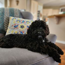 Cockapoo and Goldendoodle All Grown Up from Southern Belle Doodles