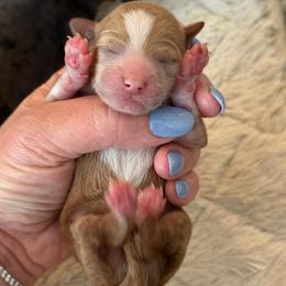 Lacy and Ringo - Pink Girl - Cream female Goldendoodle puppy in Lewisville, Texas from Texas Goldendoodle Lovers