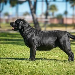 Sriracha - Labrador Retriever