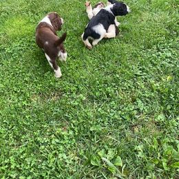 Cavalier King Charles Spaniel and English Springer Spaniel Puppies from Liberty Springers and Cavaliers