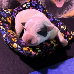 L66-08 - Red speckled male Australian Cattle Dog puppy in Sheridan, Oregon from 6pk Cattledogs