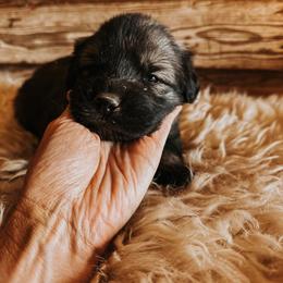 Pink Collar - Gray female Sarplaninac puppy in Pleasant View, Colorado from Pails & Provisions Farm