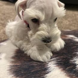 Caspen (Pheonix) - White female Miniature Schnauzer puppy in Littleton, Colorado from Wahl 2 Wahl Schnauzers