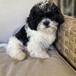 Boy 3 - Black and white male Shih Tzu puppy in Lexington, North Carolina from SCS Shih Tzus