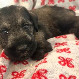 PS boy - Pepper and salt male Giant Schnauzer puppy in Mason, Ohio from Bourbon Country Schnauzers