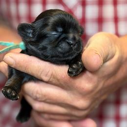 Mint collar boy - Black male Shih Tzu puppy in Berkeley Springs, West Virginia from Sandridge Shih Tzus