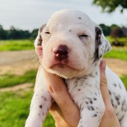 Boy 5 - White and liver brown Dalmatian puppy in Mt. Vernon, Texas from Double B