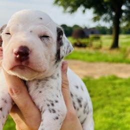 Boy 5 - White and liver brown Dalmatian puppy in Mt. Vernon, Texas from Double B