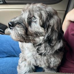 Ranger (orange) - Merle male Goldendoodle puppy in Ocala, Florida from Hancock Place Doodles