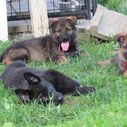 German Shepherd Puppies from Freeze Farms