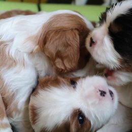 Comfort Cavaliers breeder of Cavalier King Charles Spaniel