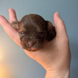 Franklin - Black and tan brindle male Havanese puppy in Zanesville, Ohio from Charlotte Landry