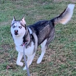 Luna - Siberian Husky