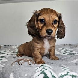 Girl 4 (Red) - Red female Dachshund puppy in Belle Rive, Illinois from Akin's Miniature Dachshunds, LLC
