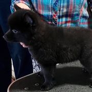Miniature Schnauzers and Schipperkes from Dream Mtn Kennel