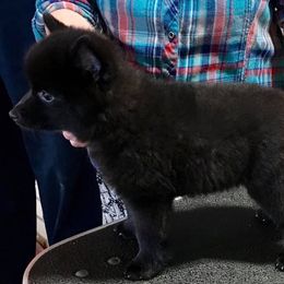 Miniature Schnauzers and Schipperkes from Dream Mtn Kennel
