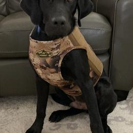 Labrador Retriever All Grown Up from Rocky Mountain Dogs - Utah