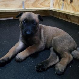 Orange Pup - Mahogany female Belgian Malinois puppy in China Spring, Virginia from Childress Creek Kennels