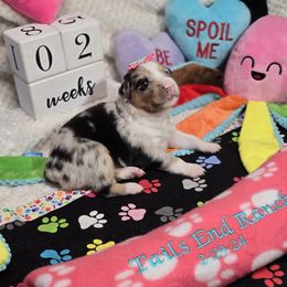 Poppy - Blue merle Miniature Australian Shepherd puppy in Middleburg, Florida from Tails End Ranch