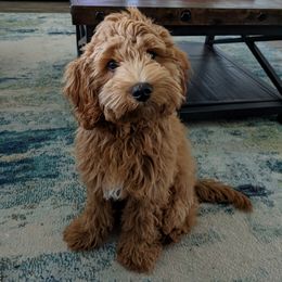 Cavalier King Charles Spaniel and Cavapoo Puppies from Country Life Cavaliers