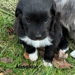 Absolute de La Rive - Black male Pyrenean Shepherd puppy in Ripley, Ohio from La Rive Pyr Sheps LLC