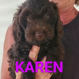 Girl 3 - female Australian Labradoodle puppy in Ocala, Florida from Vinton Valley Australian Labradoodles