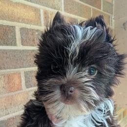 Pixie - Liver female Yorkshire Terrier puppy in Gaylesville, Alabama from Sweet Alabama Yorkies