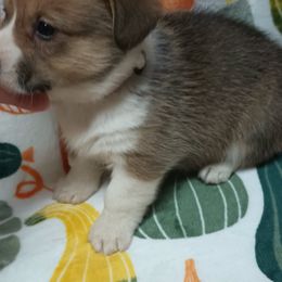 Pembroke Welsh Corgi Puppies from Episode Corgis