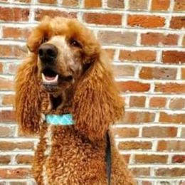 Start - Goldendoodle