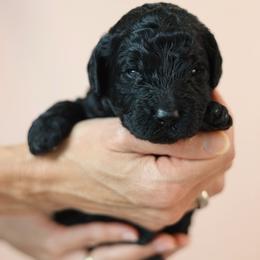 Toto - Black male Goldendoodle puppy in Pleasant Grove, Utah from Canterbury Canines