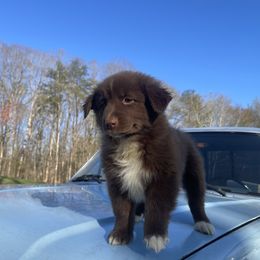“Patty” - Red Australian Shepherd puppy in Yadkinville, North Carolina from Gold Leaf Farm & Kennels