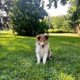 Ethal - Sable and white female Collie puppy in Mattoon, Illinois from Gold Leaf Collies