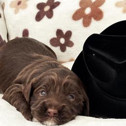Boots - Chocolate male Labradoodle puppy in Manchaca, Texas from Heartrock Labradoodles