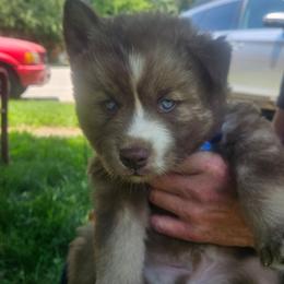 Apollo Artemis - Red and white male Siberian Husky puppy in Louisville, Kentucky from Wild Hunt Huskies