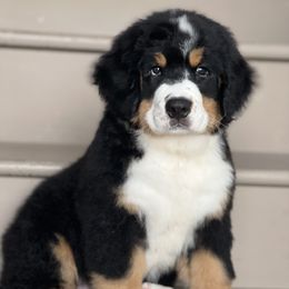 Bernese Mountain Dog and Pembroke Welsh Corgi Puppies from Highland Meadows
